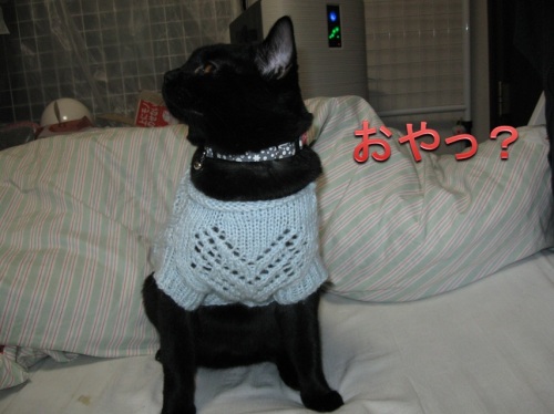 猫のセーター10.jpg