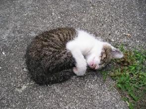 外猫