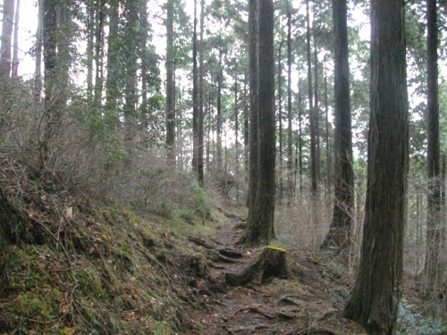 箱根外輪山箱根峠 (6) (500x375).jpg