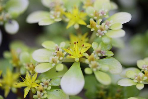 20170604 オウゴンマルバマンネングサ.jpg