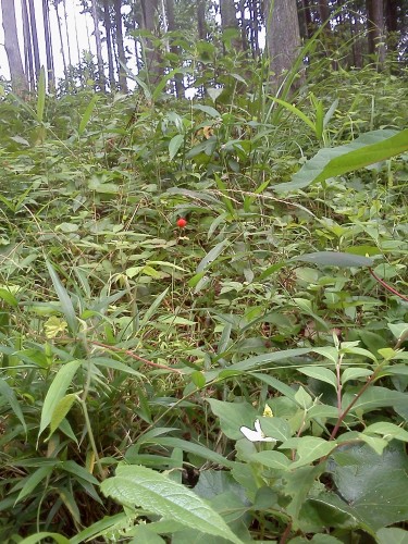 IMG00534.jpg