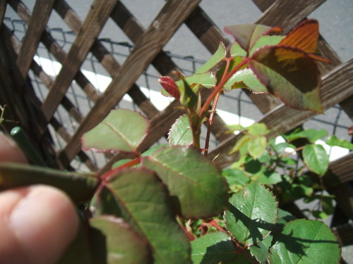 DSCF5569.JPG
