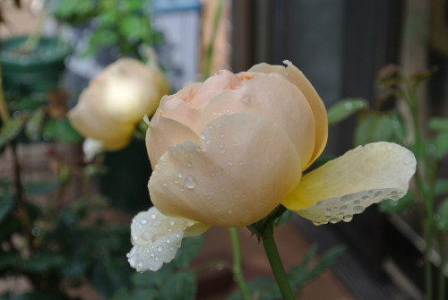 DSC_4275.JPG