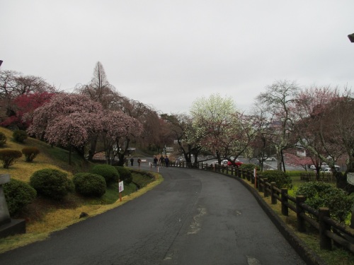 鹽竈神社の桜