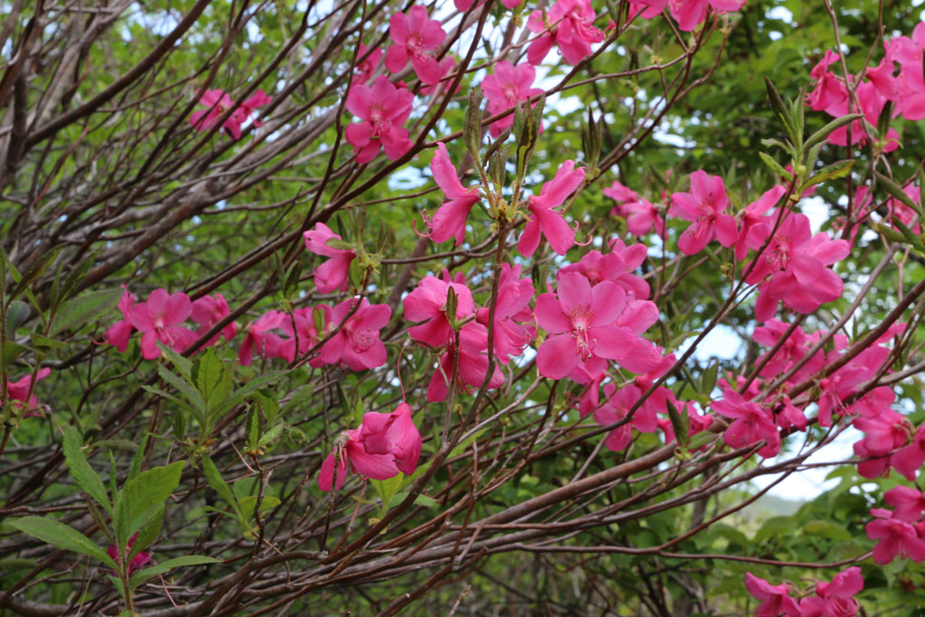 Rhododendron07.JPG