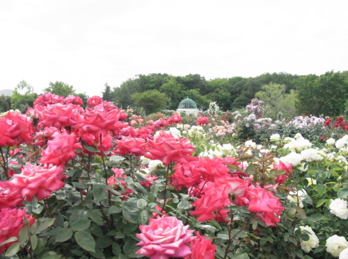 20130525京成バラ園　５ドーム遠くから.jpg