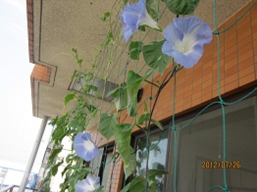 IMG_2810朝顔1.jpg