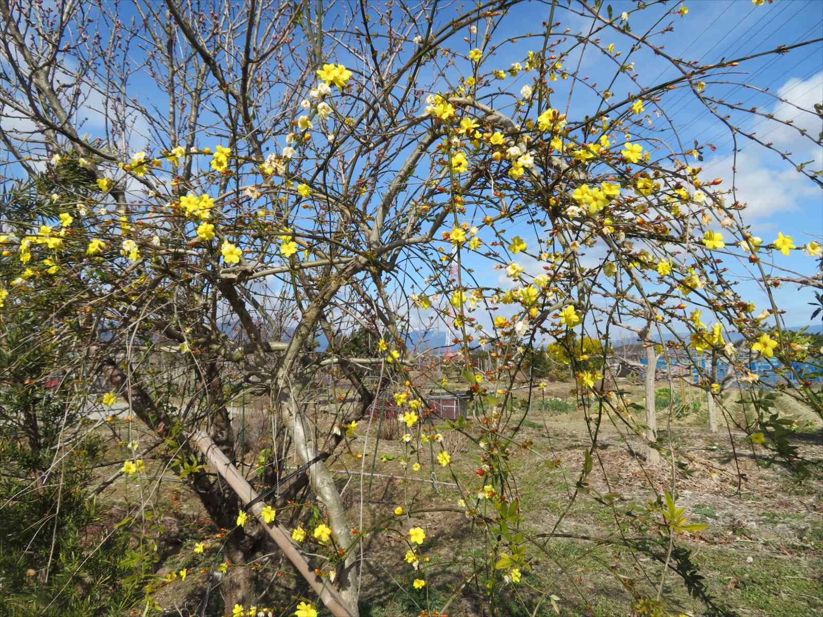 黄色い花 雲南黄梅 と梅の花 2月19日 ニンニク父さんのブログ 楽天ブログ
