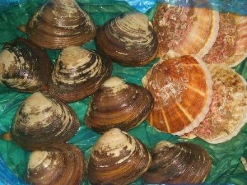 DSCN0930 (300x225).jpg