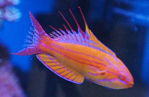 66ページ目の記事一覧 湘南水族館 犬バカの魚好き 楽天ブログ 66ページ目の記事一覧 湘南水族館 犬バカの魚好き 楽天ブログ