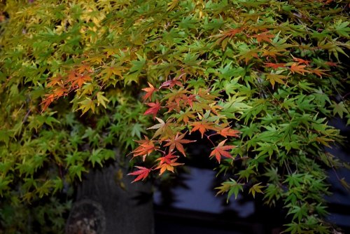 2016長谷寺7.jpg