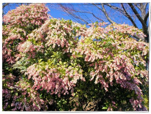 愛知県植木センター　クリスマス・チア