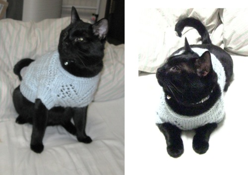 猫のセーター12.jpg