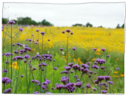 メナード青山リゾート　ハーブガーデン