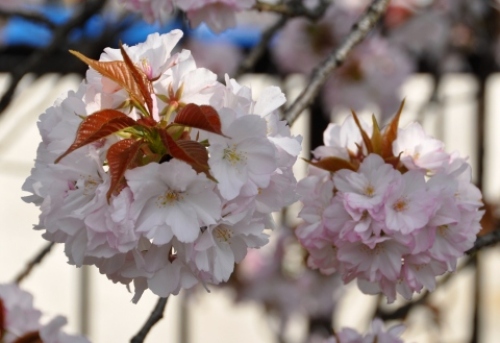 pict-造幣局　11　大沢桜.jpg