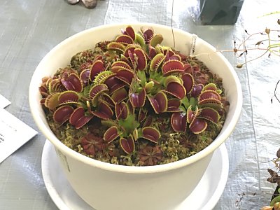 第83回関西集会に参加しました！ | 僕の食虫植物日記 - 楽天ブログ