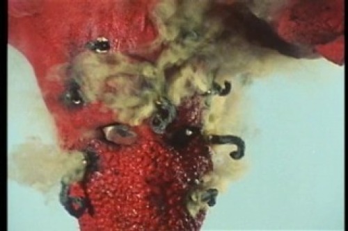 PDVD_004.jpg