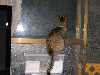 クロ・ゴン・みかん　2010.06.11 008.jpgブログ.jpg