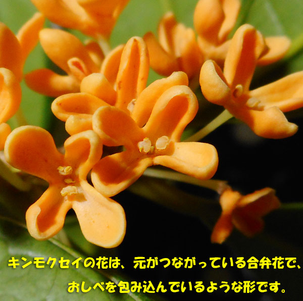 8ページ目の 庭の花 Kororin日記 楽天ブログ