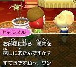 園芸キャラメル1