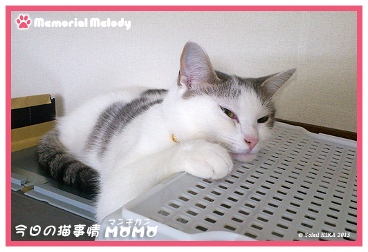 かわいい猫の寝姿 冷蔵庫の上は特等席 ねこ画像 写真ブログ マンチカンももちゃん 今日の猫事情 Memorial Melody メモリアルメロディー Kiraのフォトブログ 楽天ブログ