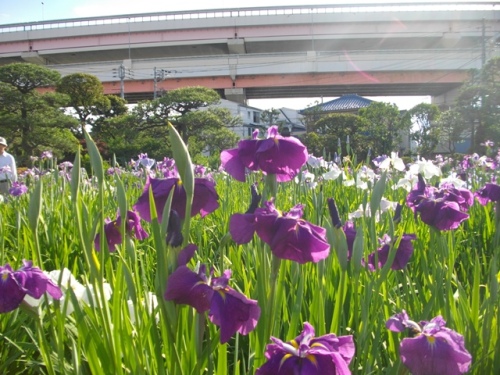 堀切菖蒲園 (10).JPG