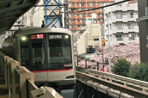 Tokyu 5050-4000 Series and cherry blossoms at Nakameguro