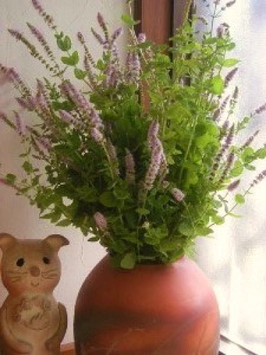 DSCN3276 (300x225).jpg