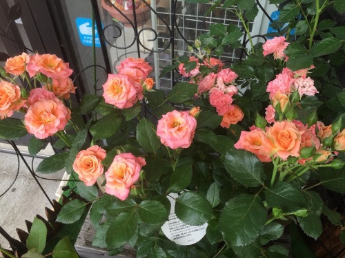 2016-05-11 15.15.14.jpg