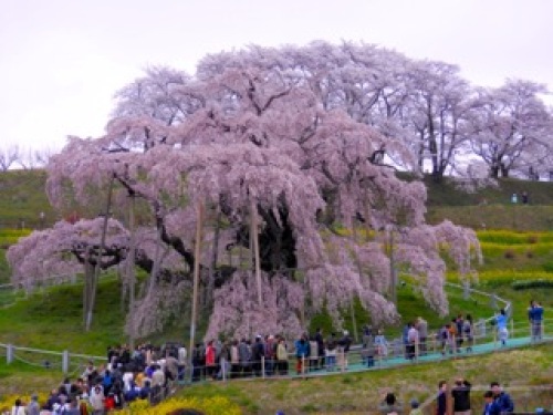 滝桜4.13.jpg
