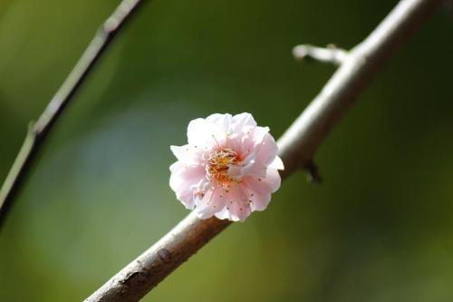 20160228 梅　ピンク八重.jpg