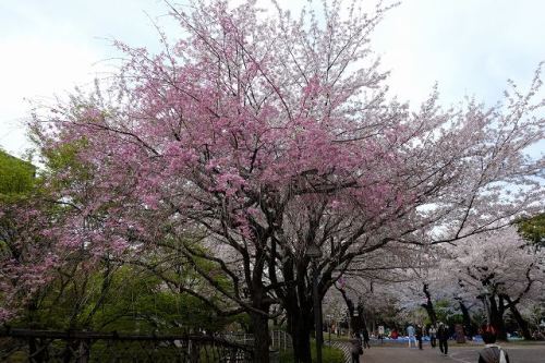 CHERRY BLOSSOM 10.Apr.2017 Mt.ASUKA-6.jpg