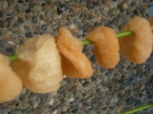 DSCN4190 (300x225).jpg