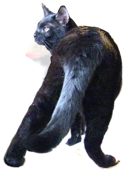 チャンプ.jpg