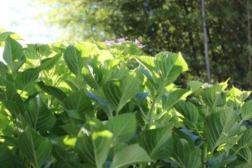 20150606 アジサイ4.jpg