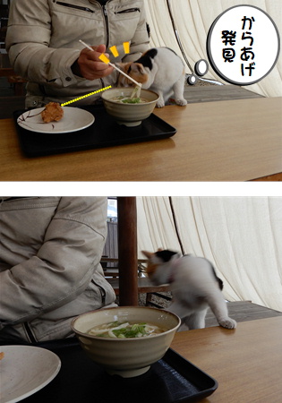 はなこちゃん うどん店なかむらさんの猫 香川県丸亀市 あずきちゃん 猫 のお散歩ブログ 楽天ブログ