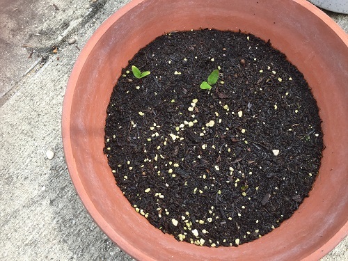 2016-04-08 13.14.28 - コピー.jpg