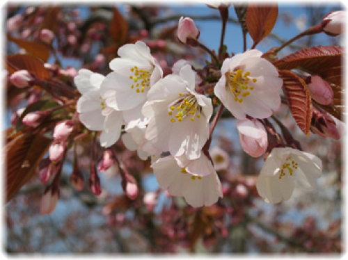 山桜.jpg