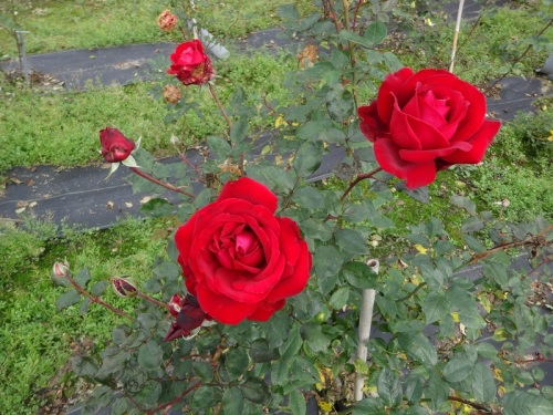 DSC02234 - コピー.jpg