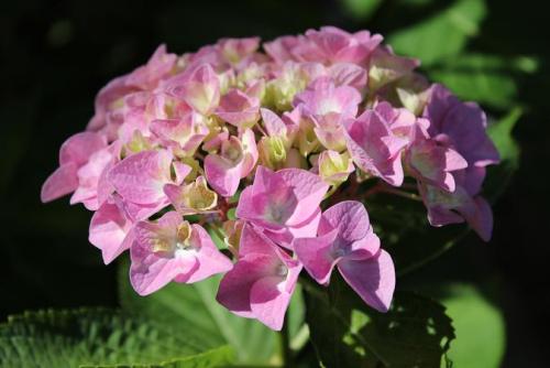 20150606 アジサイ3.jpg