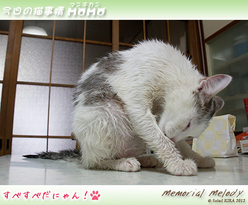 猫 ネコ マンチカン munchkin_momo120819.jpg