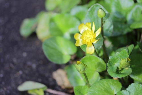 20170219 ヒメリュウキンカ 5.jpg