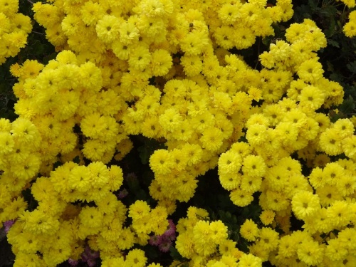 DSC00197 - コピー.jpg