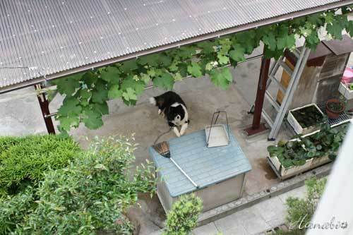20120602しなまみ18犬.jpg