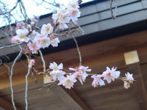 平の神社　2013 2 寒桜３.jpg