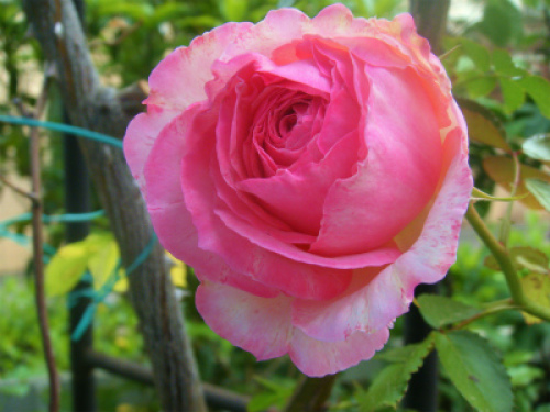 DSCF8232.jpg
