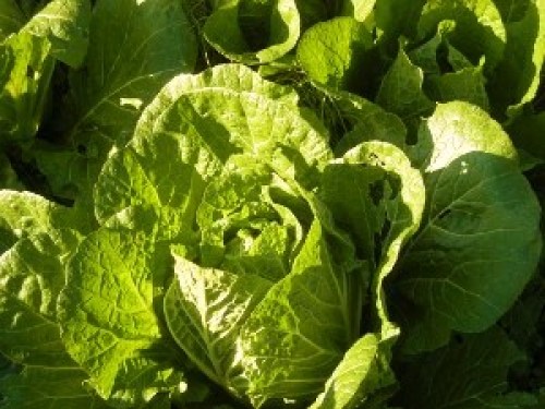 DSCN2678 (300x225).jpg