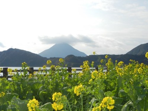 12.26　開聞岳と菜の花.jpg