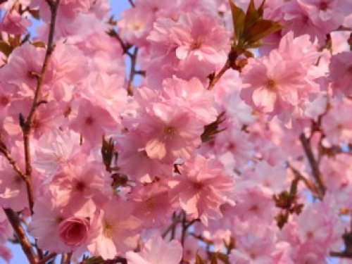 家の桜.jpg