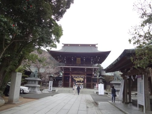 2.2016年桜 宮地嶽神社 (6).JPG